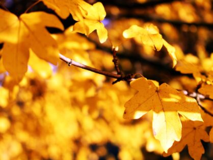 O que é o Setembro Amarelo e por que ele é tão importante?