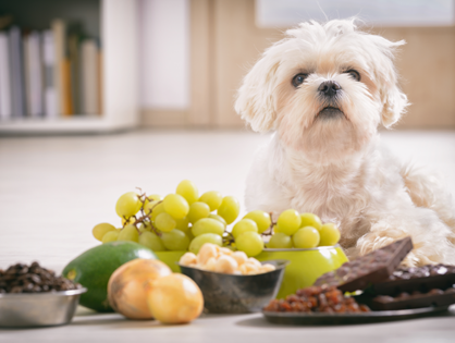 Você sabia que existem alimentos tóxicos para o seu pet?